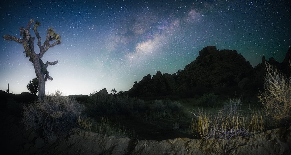 a night sky with stars and a tree in the foreground