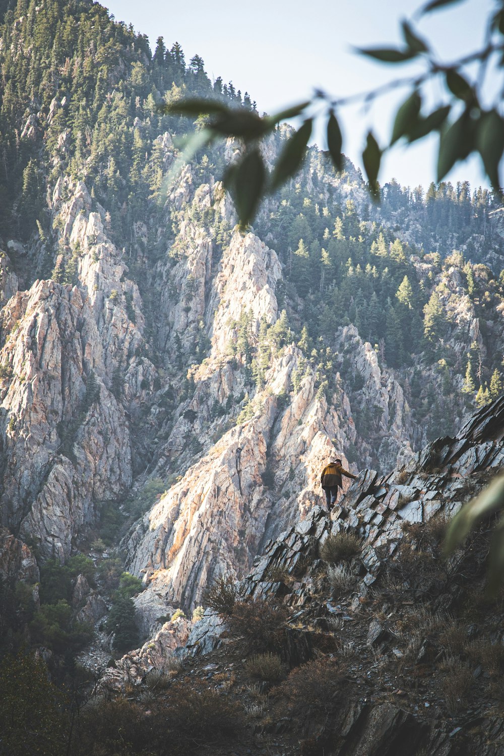 a bear is standing on a rocky hill