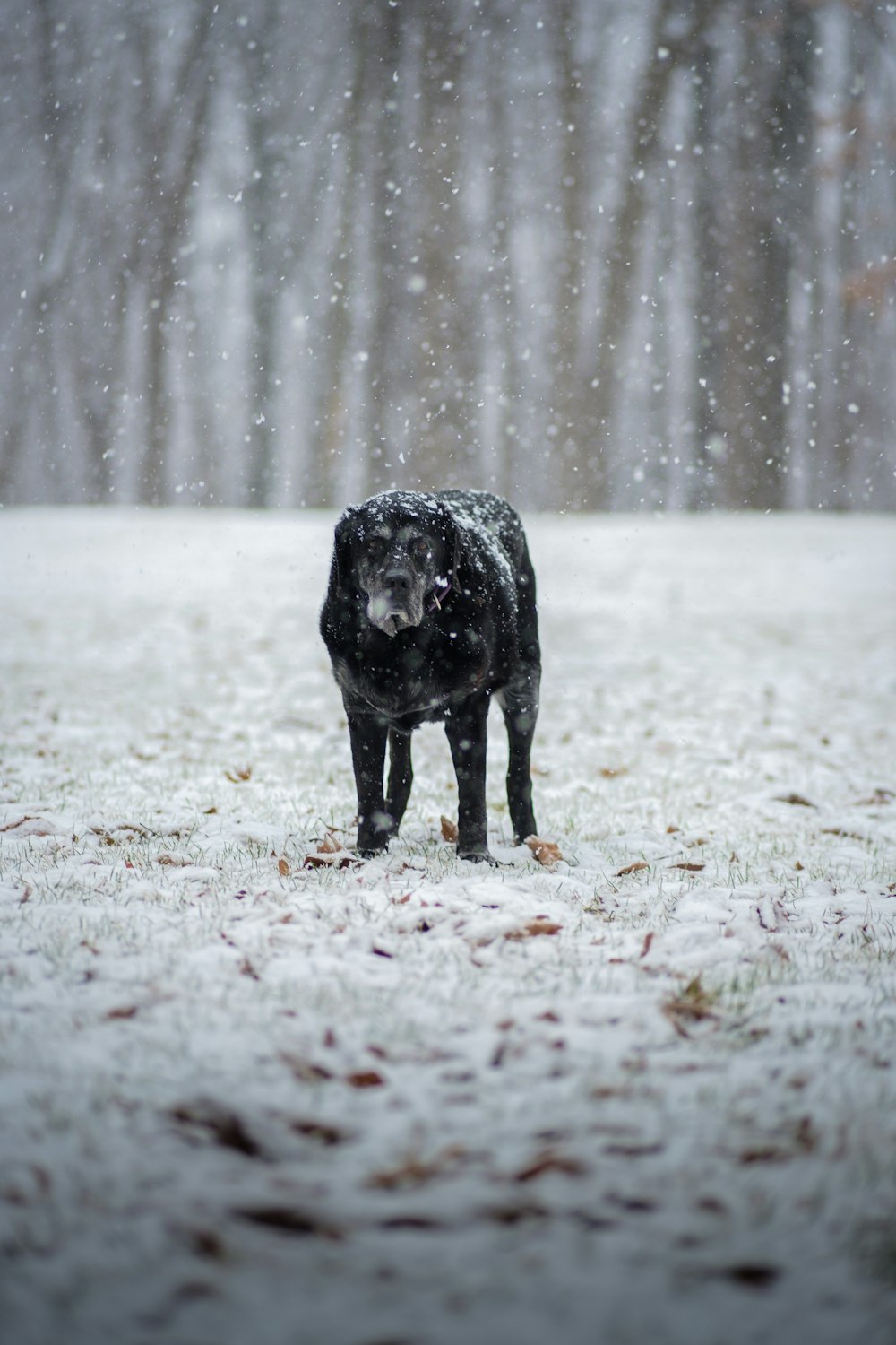 a black dog is standing in the snow