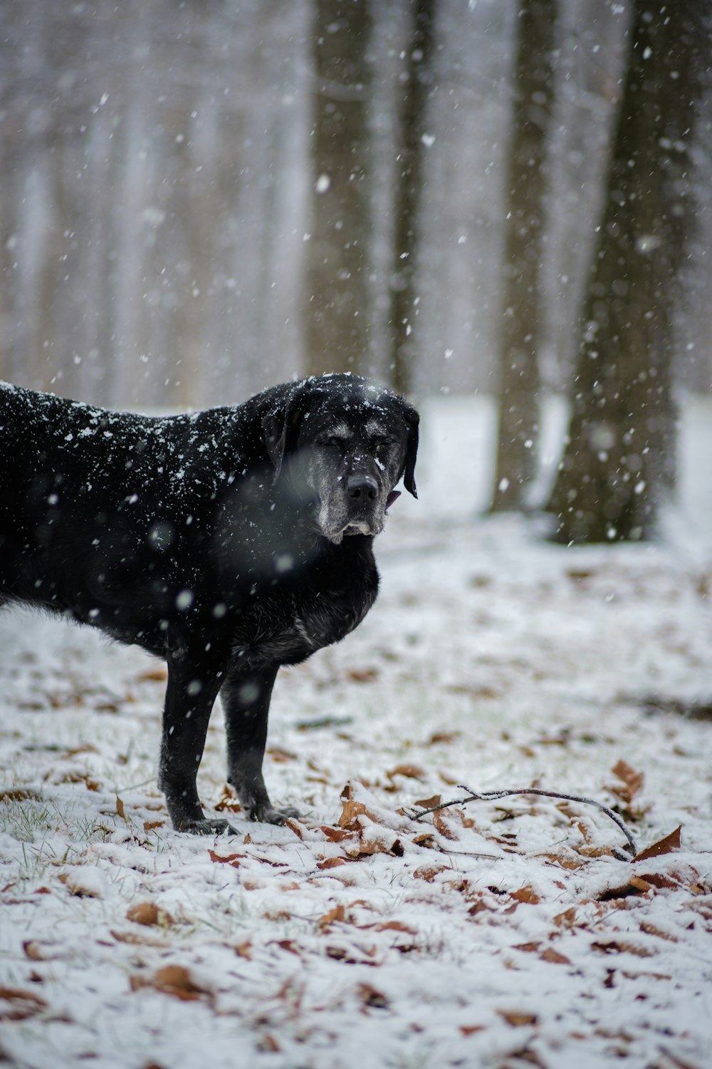 a black dog standing in a snowy forest