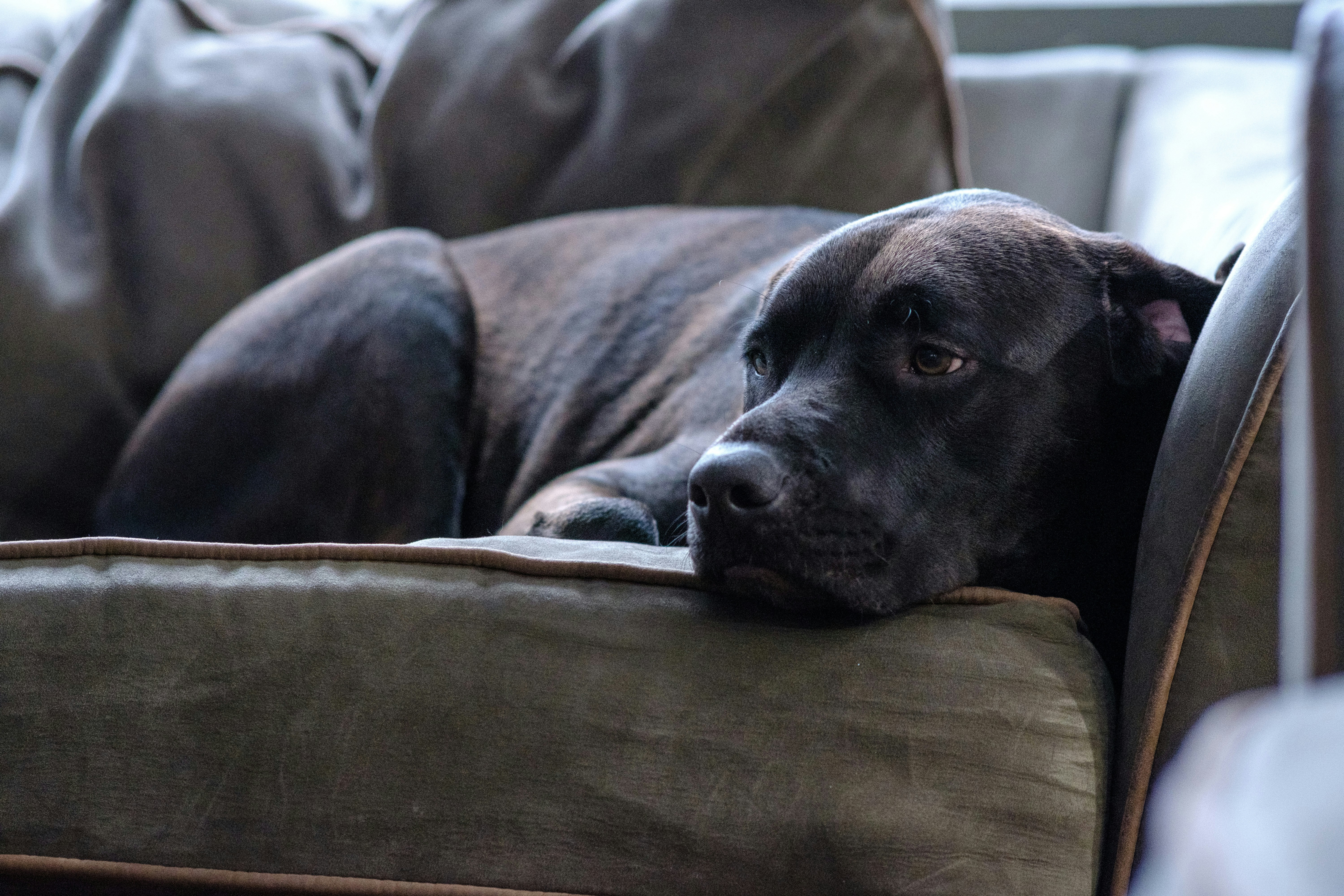 A large black dog lying on a gray couch, looking relaxed and thoughtful.