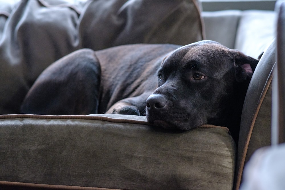 a black dog laying on top of a couch