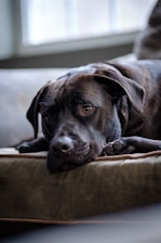 a large black dog laying on top of a couch
