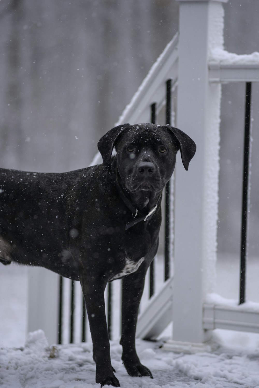 a black dog standing on a snow covered porch