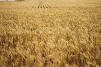 Kansas