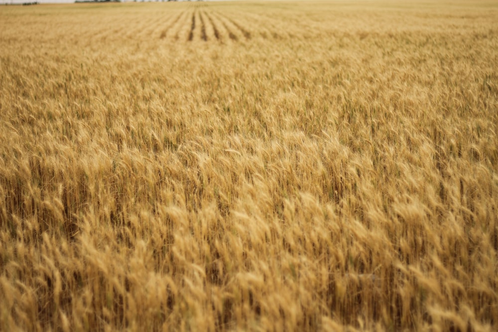 um grande campo de trigo é mostrado em primeiro plano