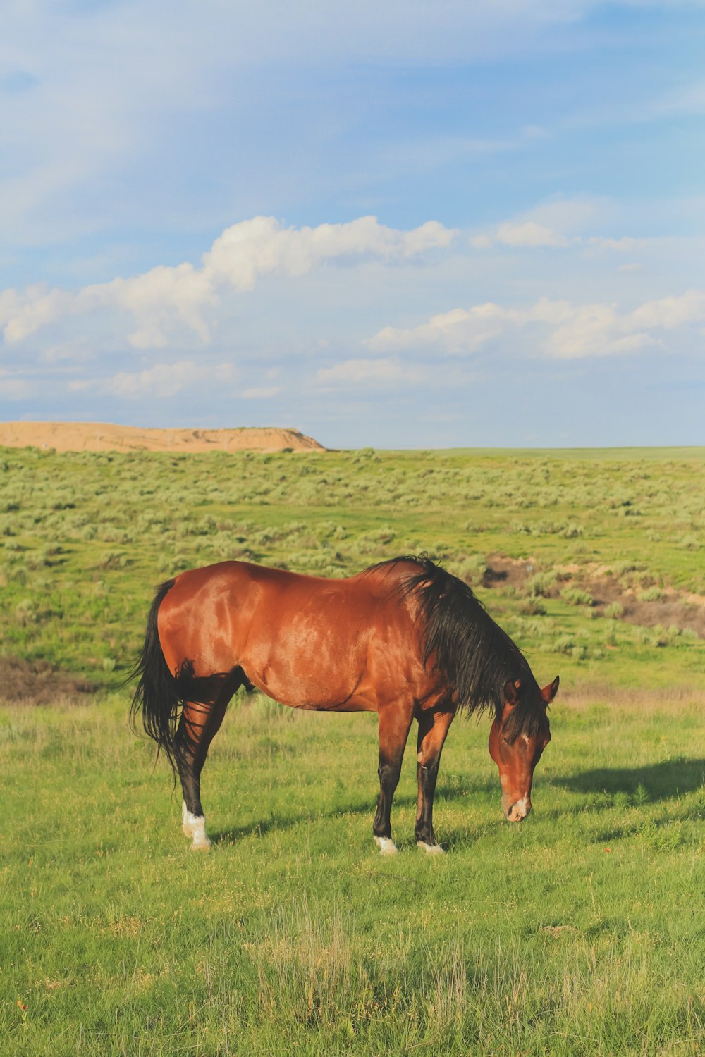 a brown horse grazing on a lush green field