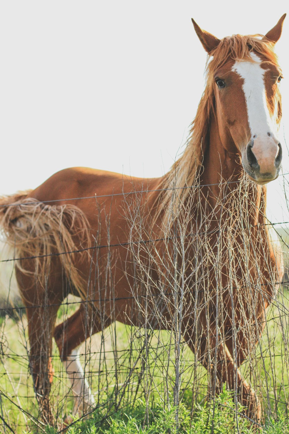a brown horse standing next to a wire fence
