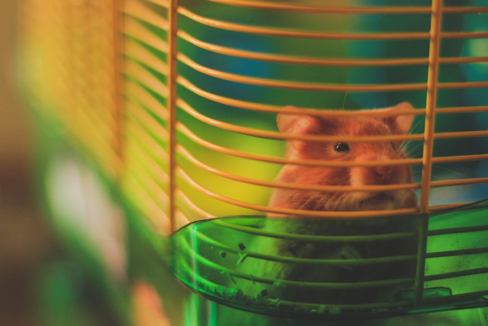 a hamster in a cage looking out of it's cage