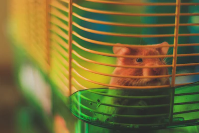 a hamster in a cage looking out of it's cage