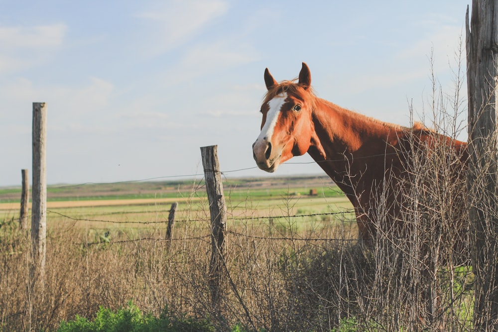 a brown horse standing next to a wooden fence