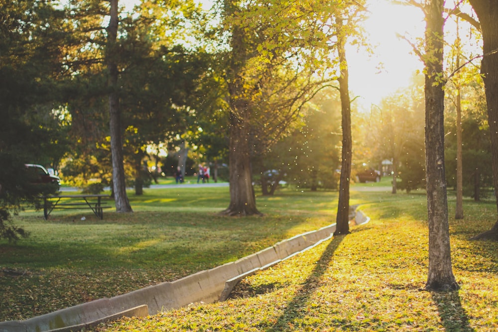 the sun shines through the trees in a park