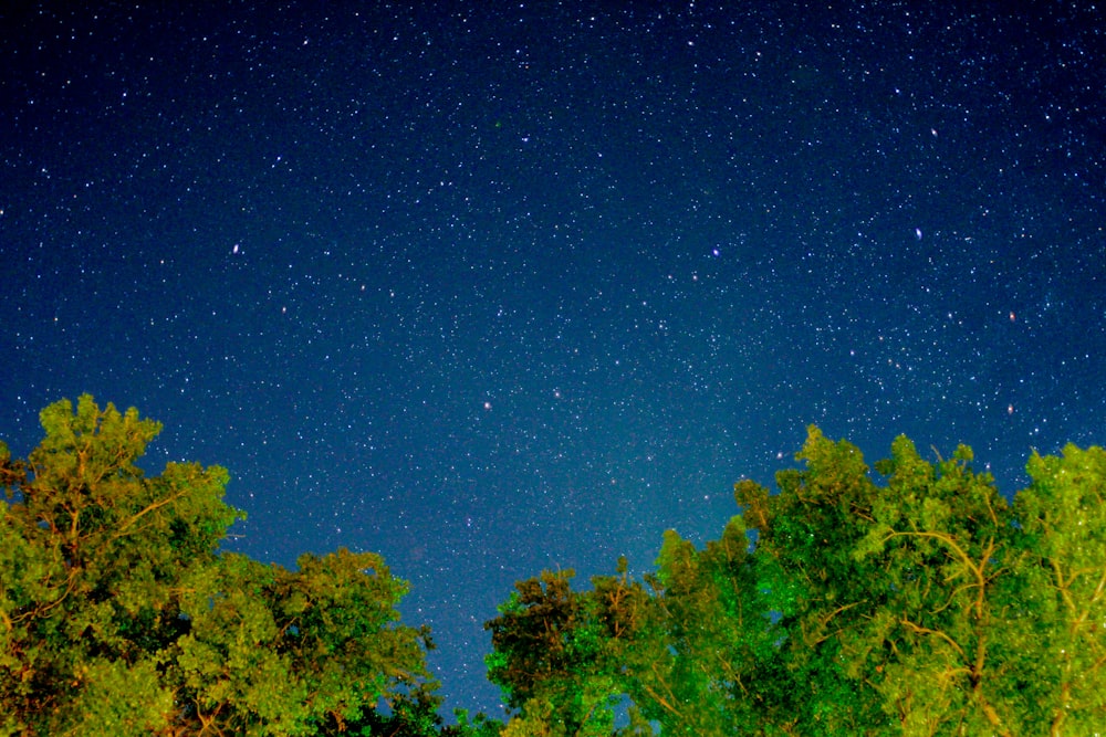 the night sky is full of stars and trees