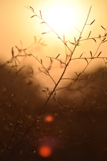 Sunset rays streaming through tree branches, bathing the scene in warm amber light.