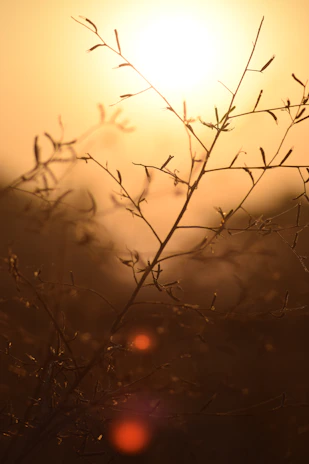 Sunset rays streaming through tree branches, bathing the scene in warm amber light.