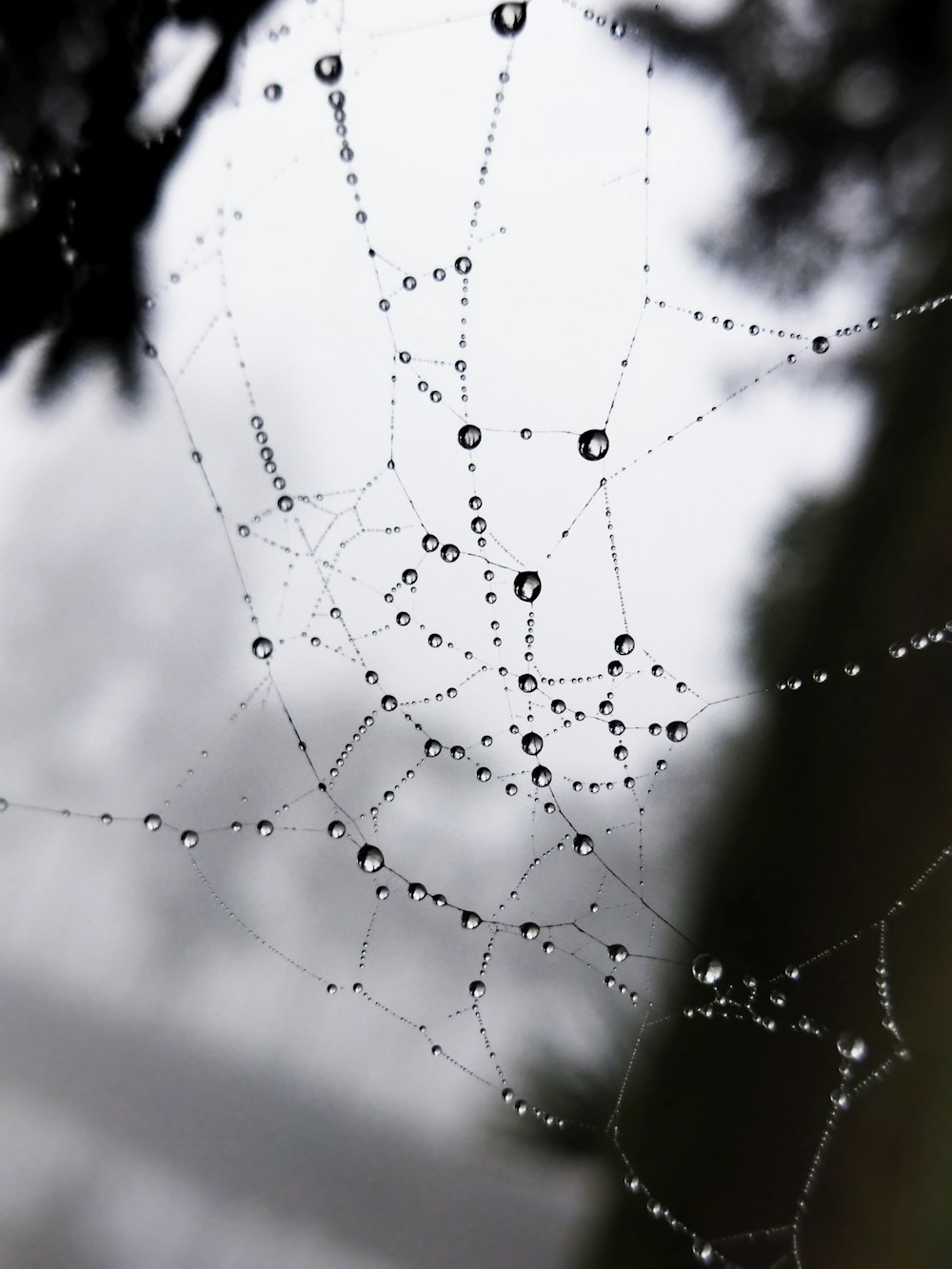 a spider web with drops of water on it
