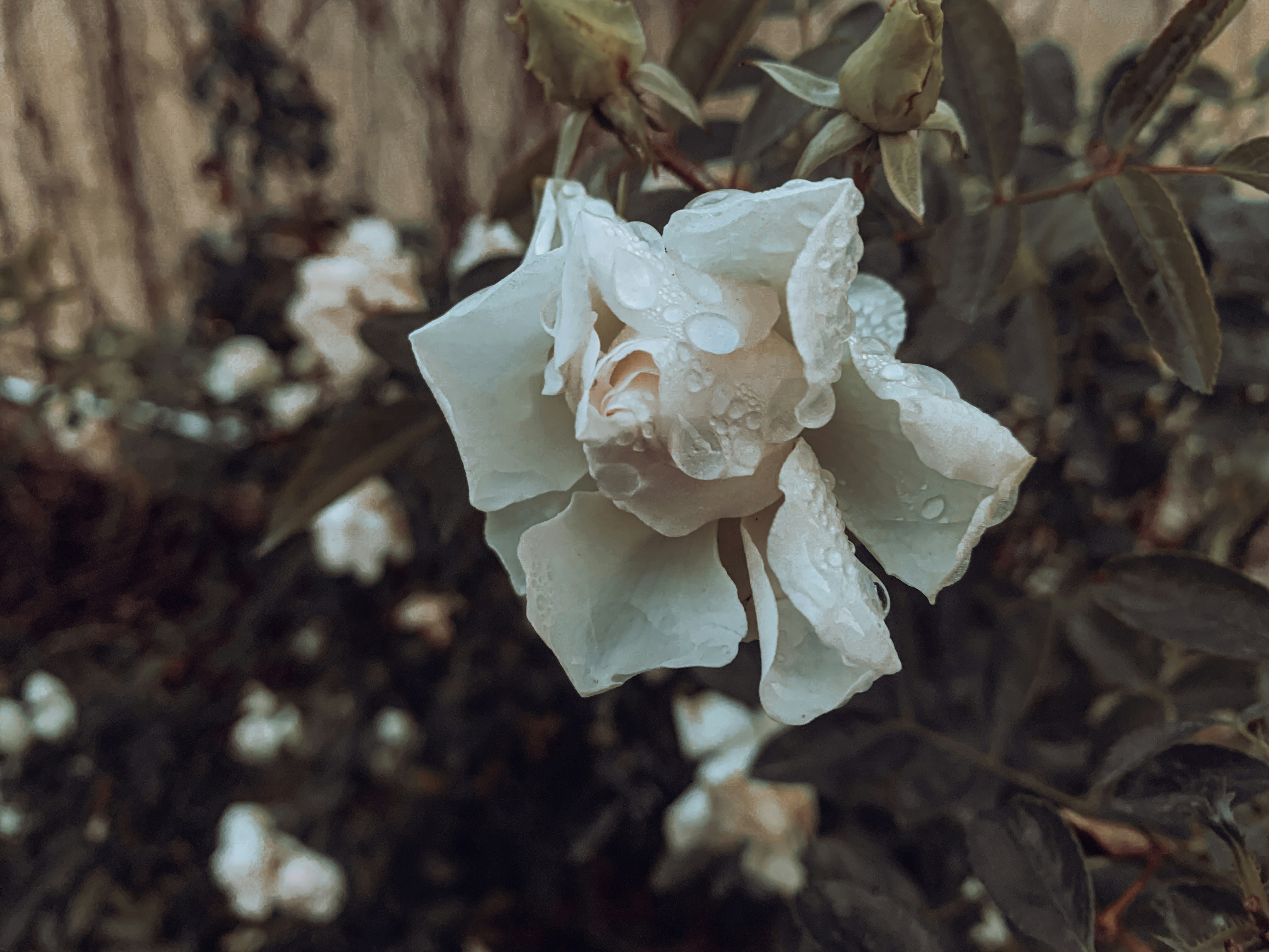 a white rose after rain