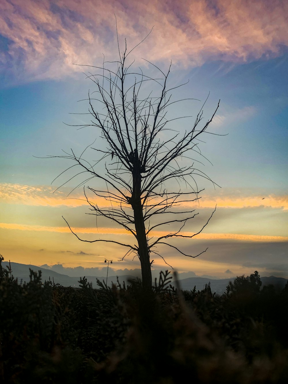 uma árvore solitária é silhuetada contra um céu colorido