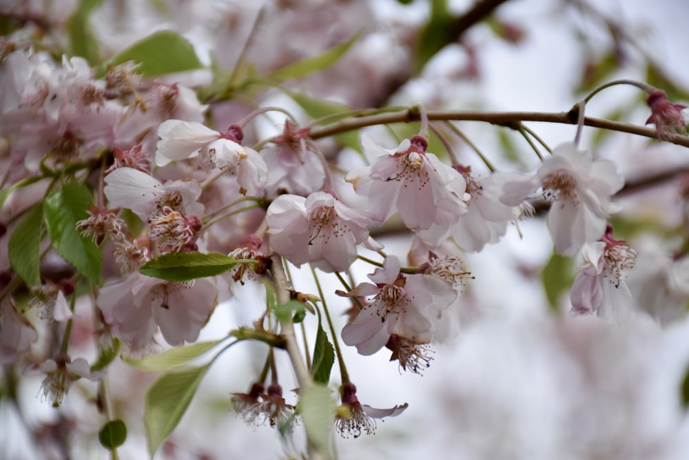 a close up of a branch with flowers on it