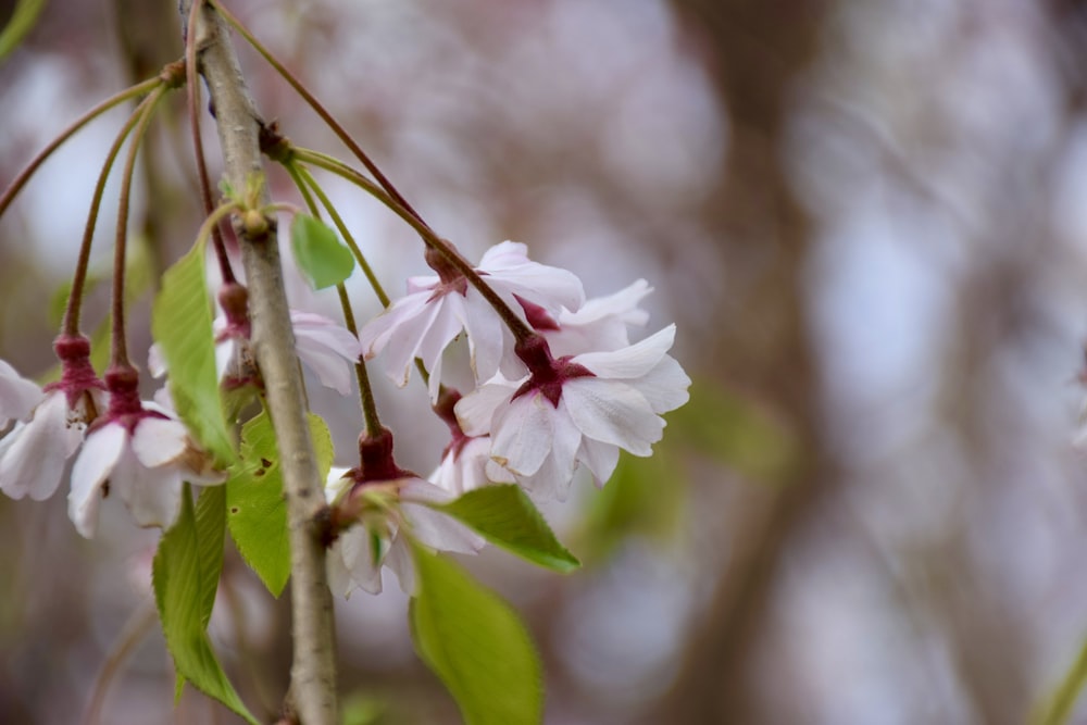 a branch of a tree with white and red flowers