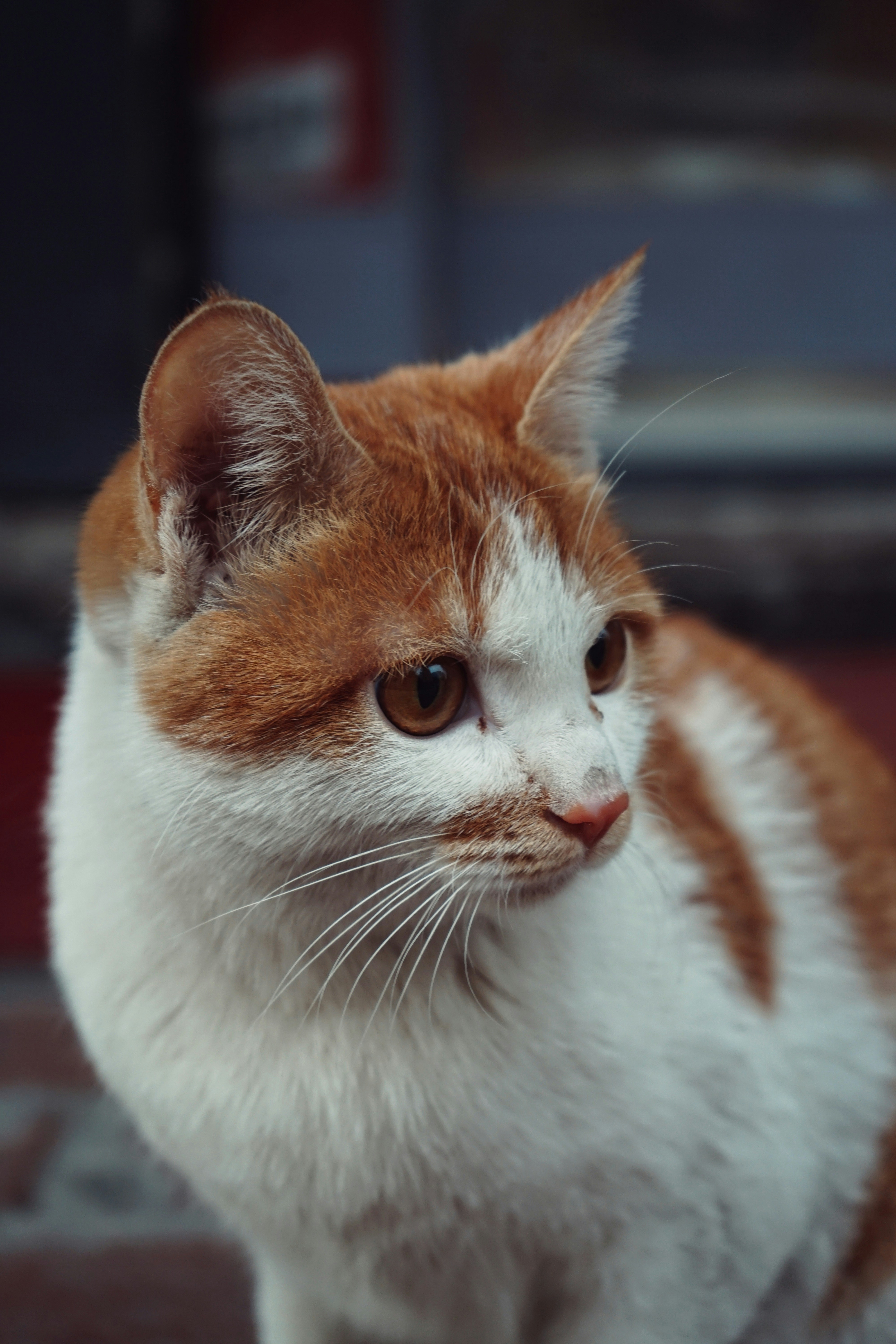 Photo by judahwester