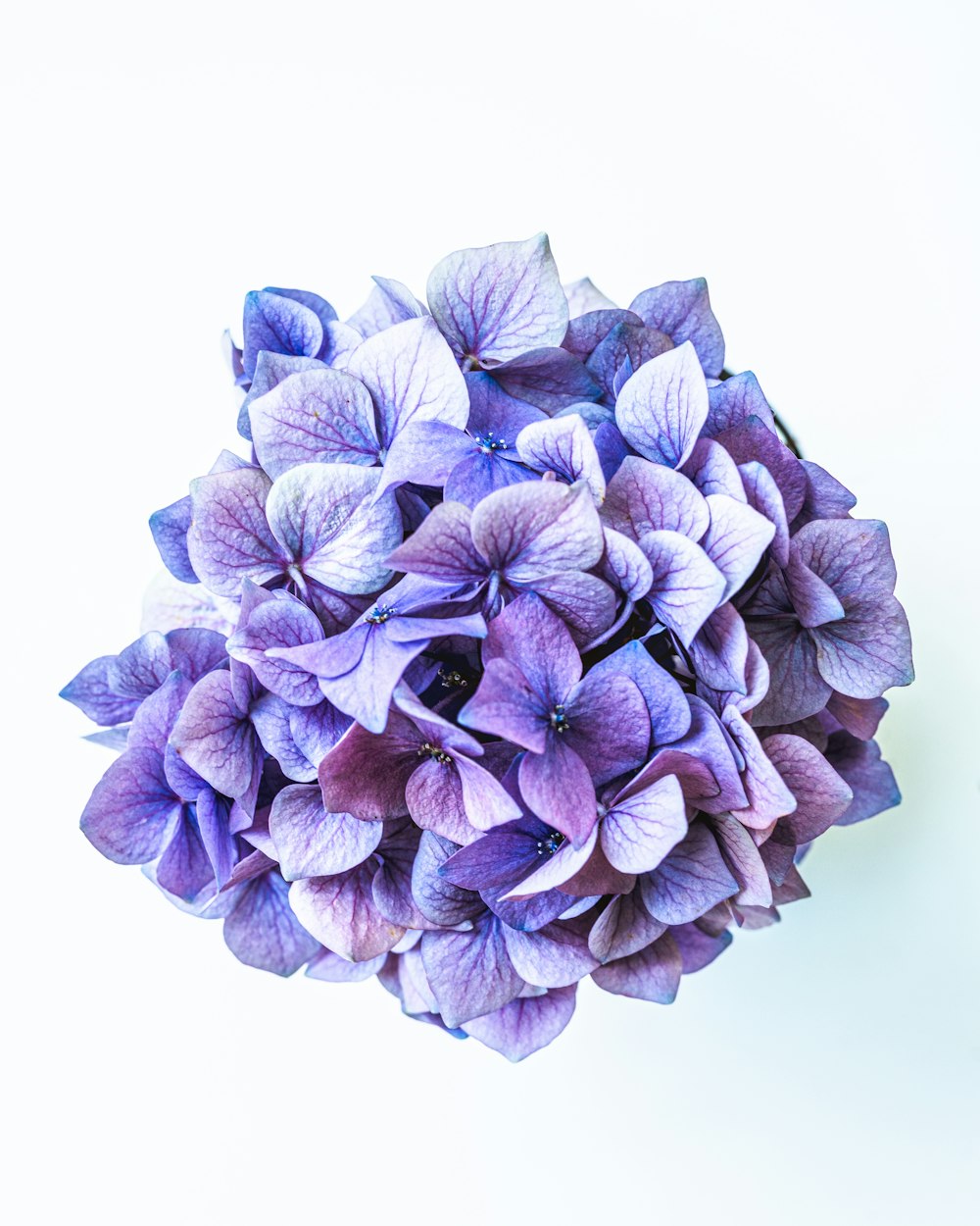 a bouquet of purple flowers on a white background