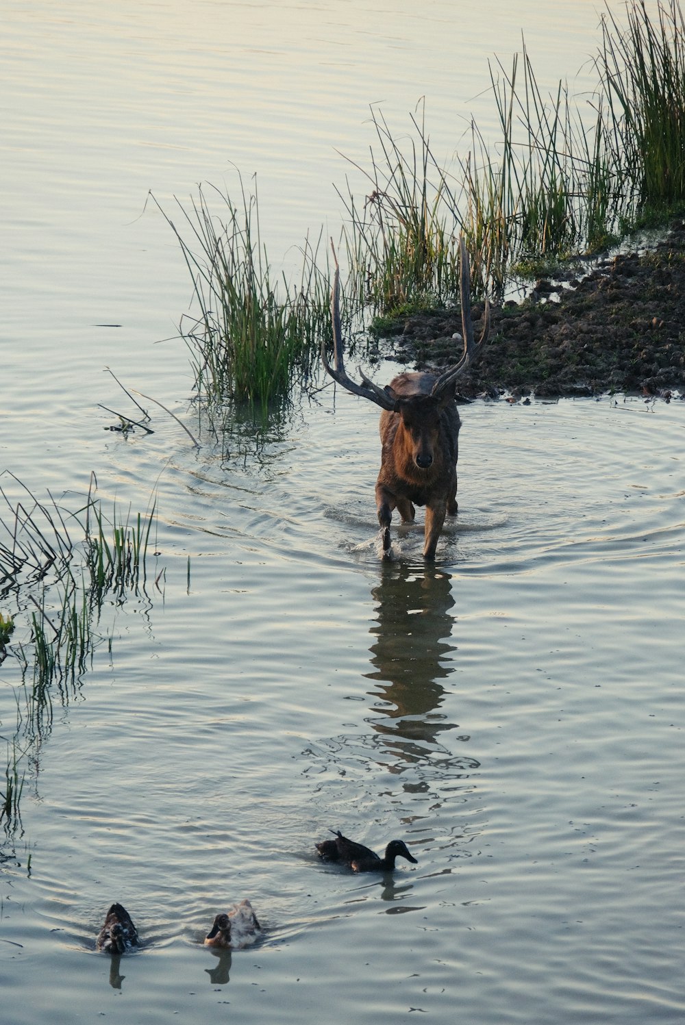 a dog is wading in the water with ducks