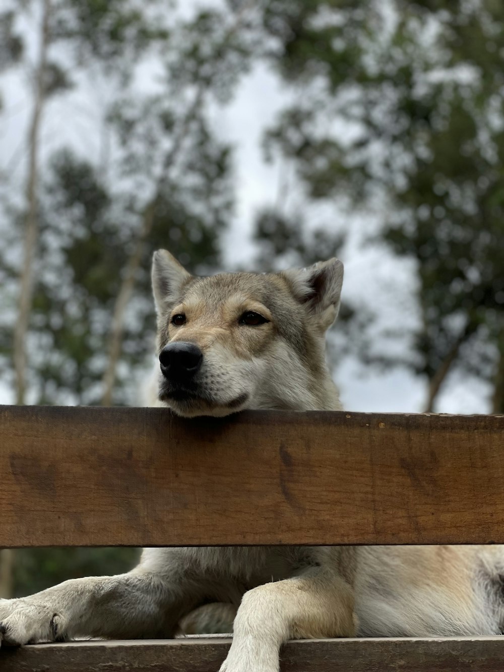 un perro que está acostado en un banco