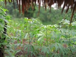 A lush and vibrant garden filled with green leafy plants is thriving under a natural overhead cover. The leaves appear healthy and abundant, surrounded by rich brown soil. The background is blurred, creating depth and highlighting the foreground foliage.