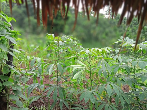 A lush and vibrant garden filled with green leafy plants is thriving under a natural overhead cover. The leaves appear healthy and abundant, surrounded by rich brown soil. The background is blurred, creating depth and highlighting the foreground foliage.