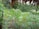 A vibrant garden with healthy plants and rich soil.