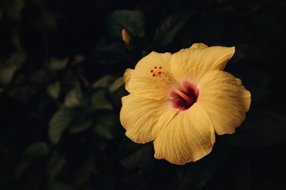 a large yellow flower with a red center