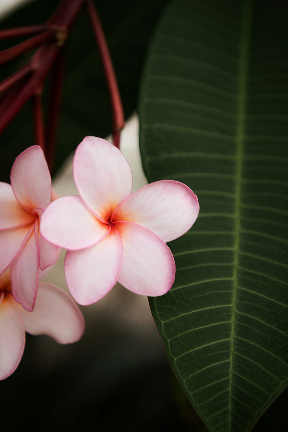 a close up of a pink flower on a green leaf