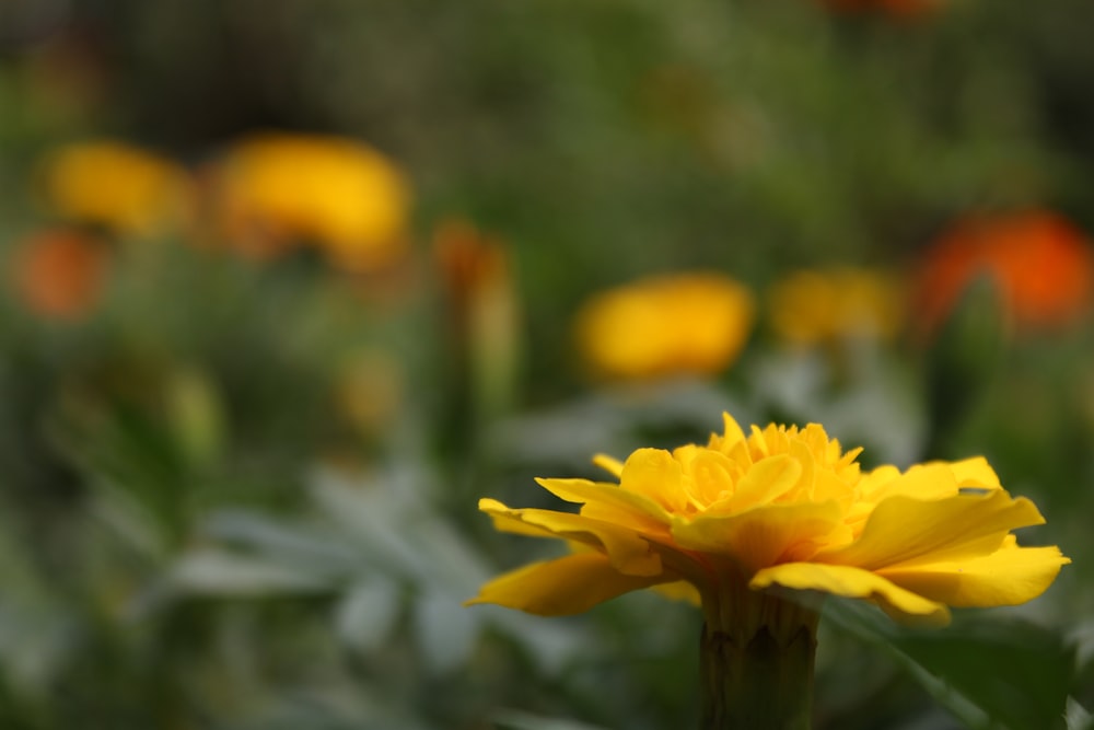 a close up of a yellow flower in a field