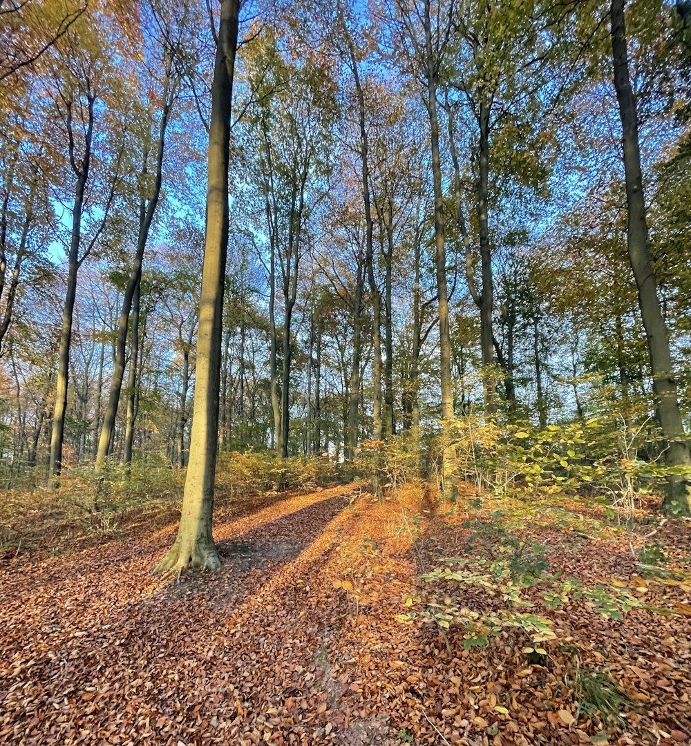 a path in the middle of a forest with lots of leaves on the ground