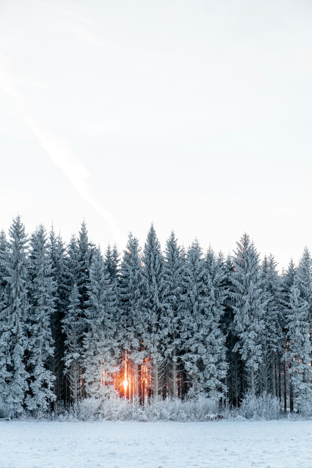 uma floresta coberta de neve com uma luz brilhando através das árvores