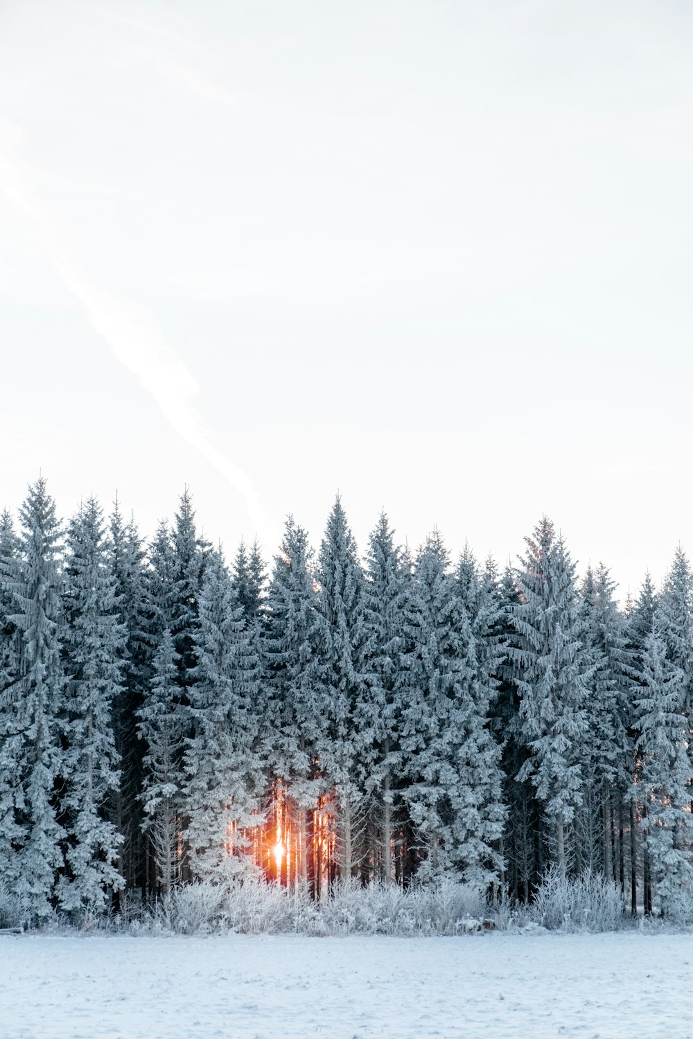 a snow covered forest with a light shining through the trees