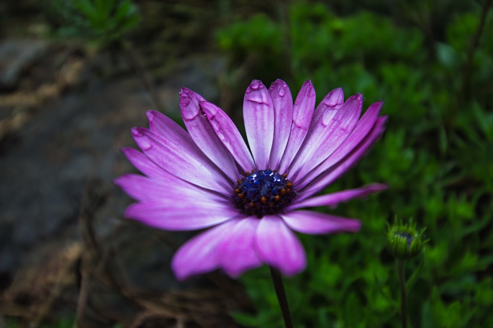a purple flower with water droplets on it