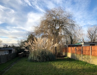 A scenic backyard with a tall, bare tree and a cluster of pampas grass in the foreground. A wooden fence runs along the right side, separating the garden from neighboring properties. The sky is partly cloudy with patches of blue, adding depth to the background landscape.