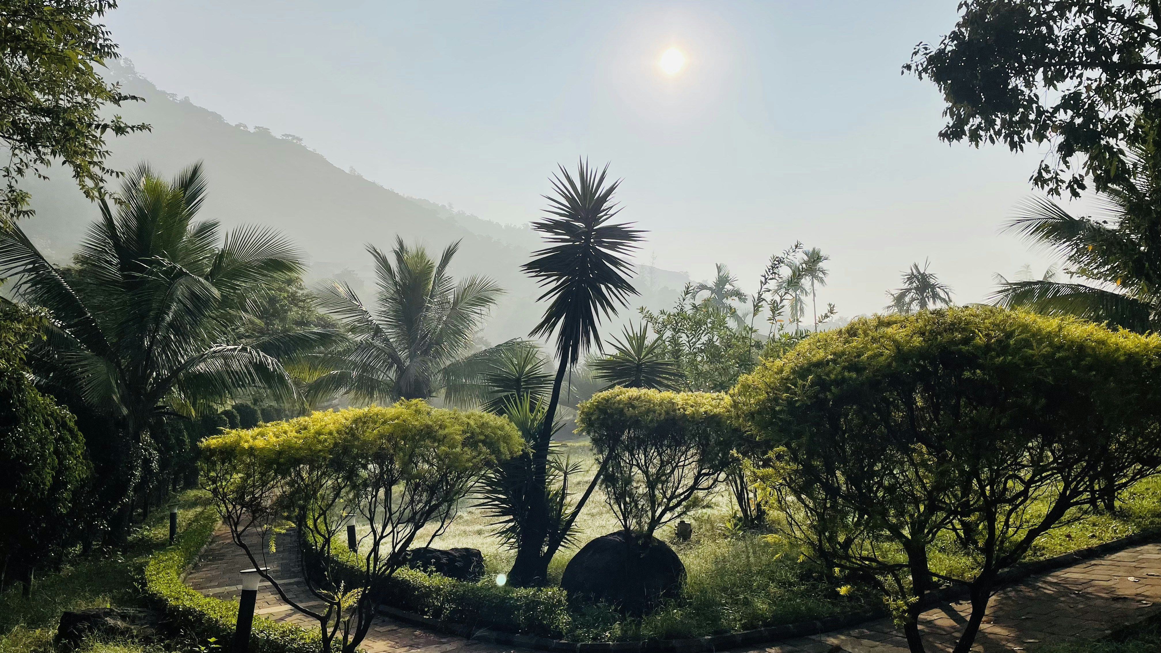 Peaceful tropical garden with morning sunlight filtering through palm trees, serene airy atmosphere, bright natural environment