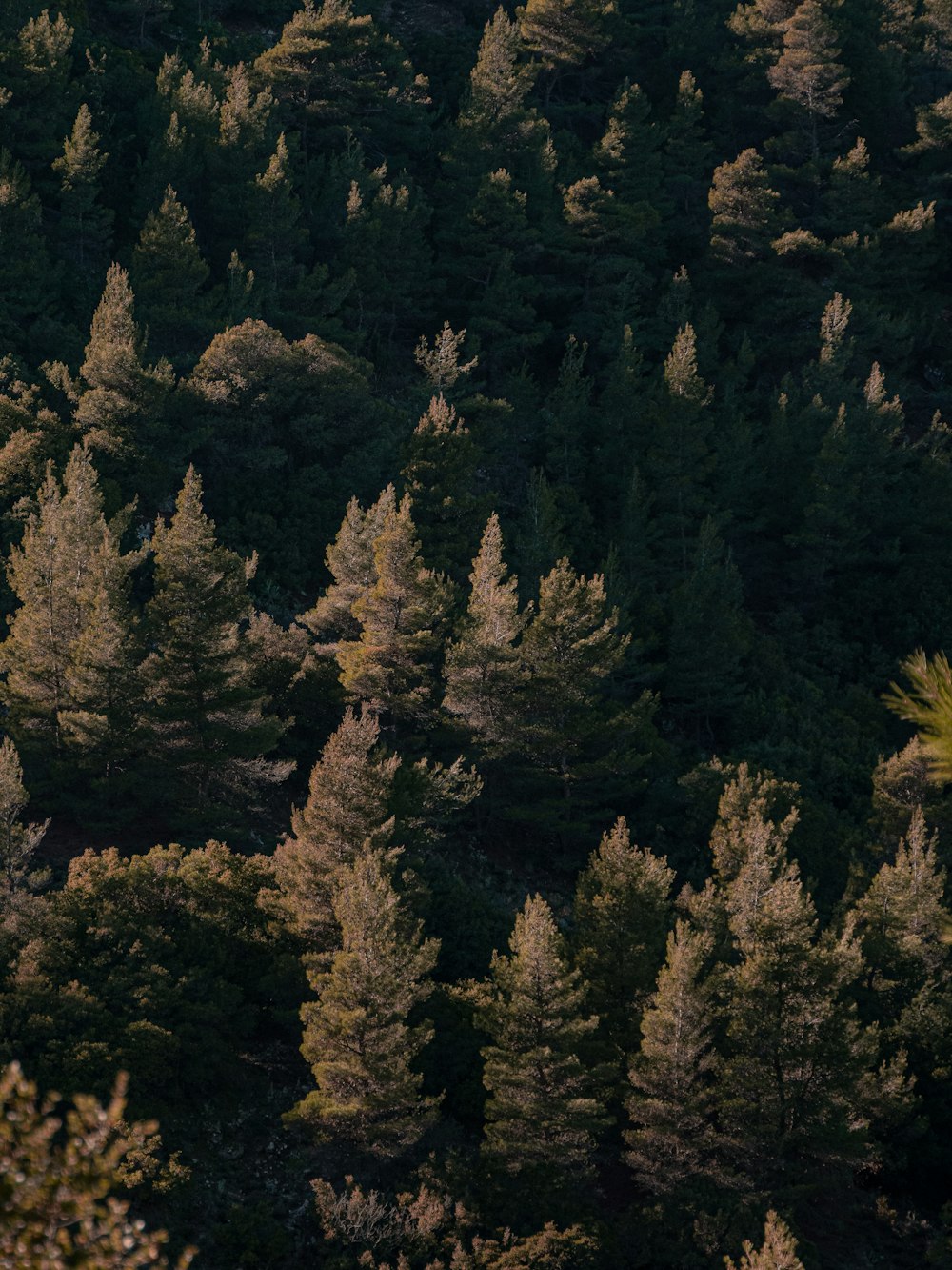 a plane flying over a forest filled with lots of trees