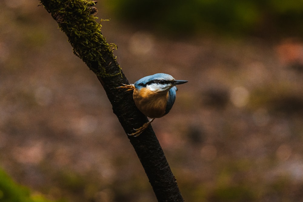 a small blue bird perched on a tree branch