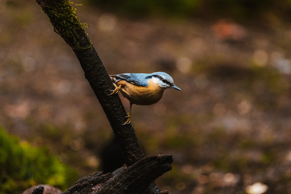 a small blue bird perched on a tree branch