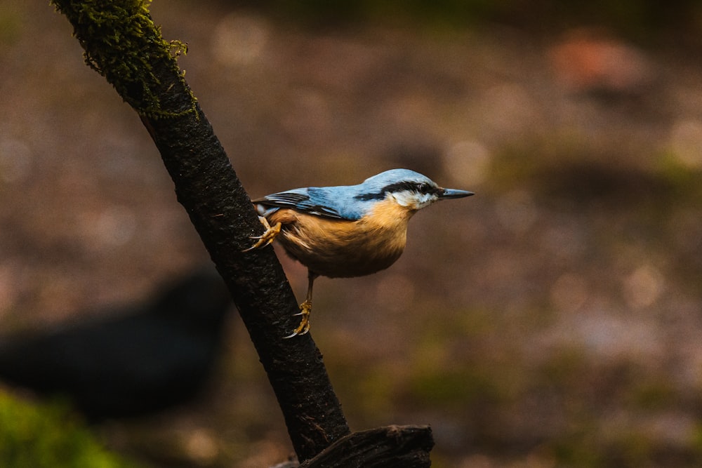 a blue and yellow bird perched on a tree branch