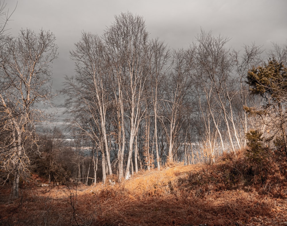 a group of trees that are standing in the grass