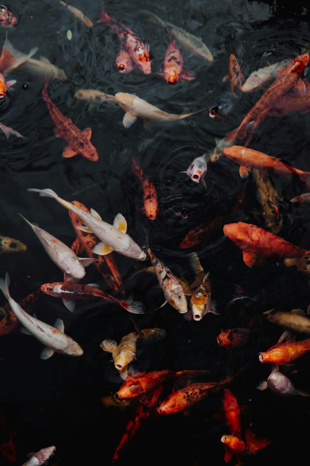 a large group of fish swimming in a pond