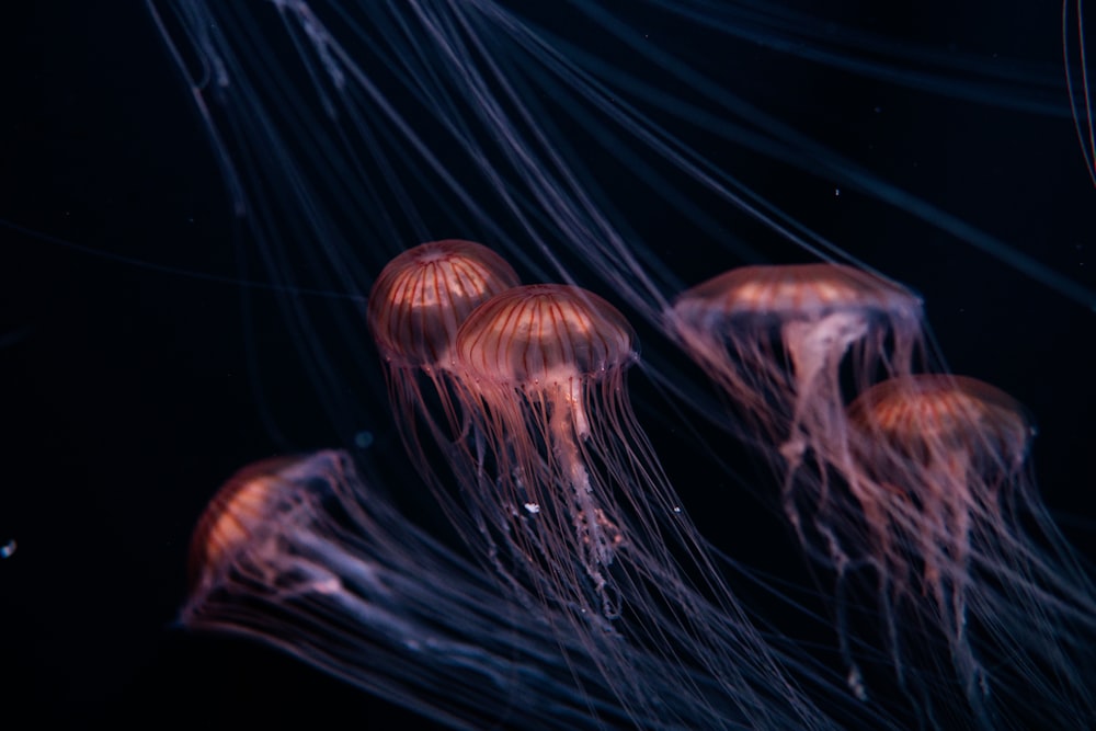 a group of jellyfish swimming in the water