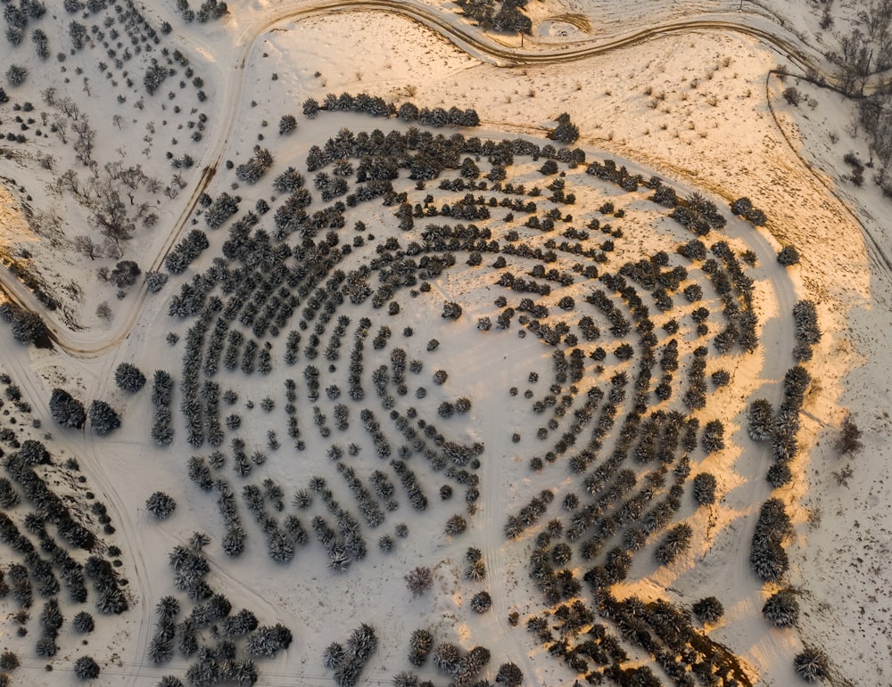 une vue aérienne d’un cercle d’arbres