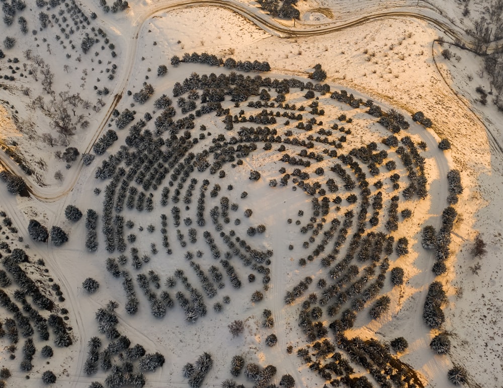 an aerial view of a circle of trees