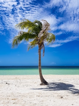 a palm tree on a beach with a blue sky
